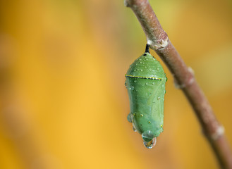 Obraz premium Monarch butterfly pupae covered in morning dew on milkweed branch. Closeup with copy space. 