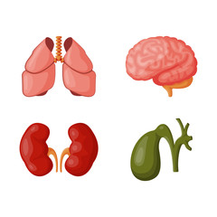 Internal organs vector illustration.