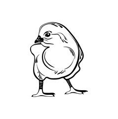 Chick hand drawn. Vector illustration isolated design on white