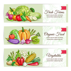 Fresh organic farm vegetables banner set