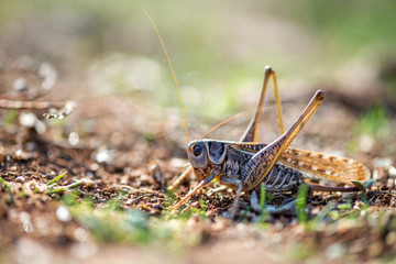 Gray grasshoper macro - selective focus, copy space