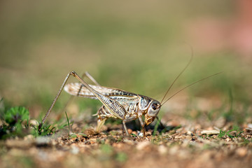 Gray grasshoper macro - selective focus, copy space