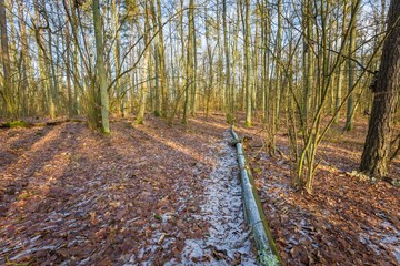 Fototapeta premium Winter or late autumnal forest
