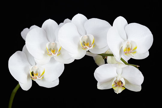 Fototapeta The branch of white orchid on a black background
