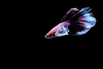 Siamese fighting fish