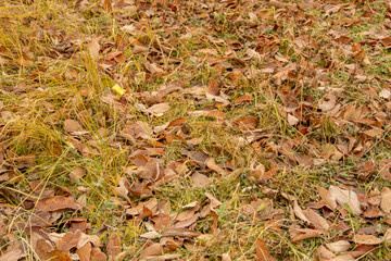 Fall Leaves Background