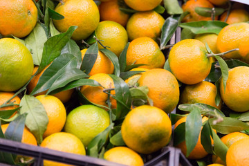 leckere Orangen