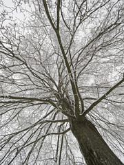 Under the linden tree in winter dress
