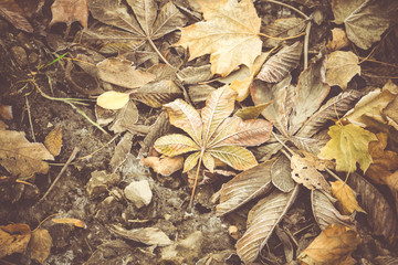 Fall Leaves Filtered