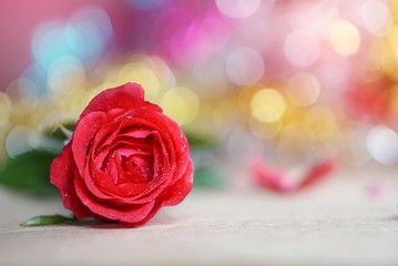 closeup of a single red rose sparkled with dew drops with a romantic bokeh in the background