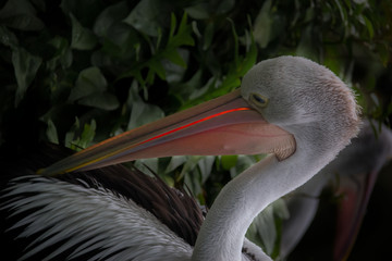 beautiful animals flamingo, birds species