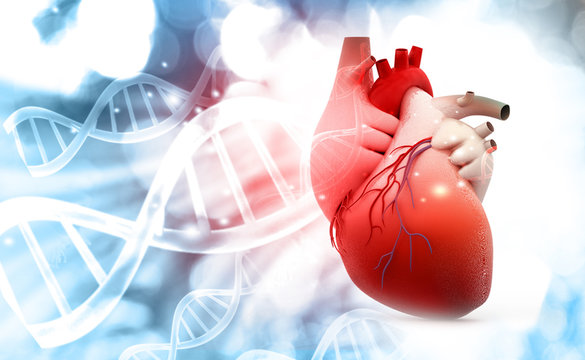 Anatomy of Human Heart with DNA  structure background. 3d render