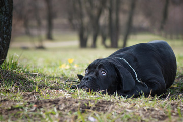 Cane Corso Italiano puppy with sad look lie on the grass on the natural forest background