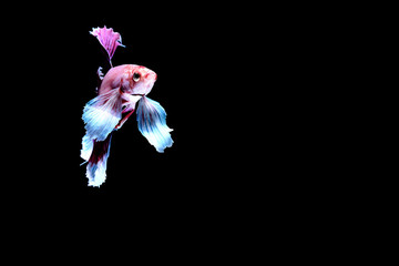 Siamese fighting fish