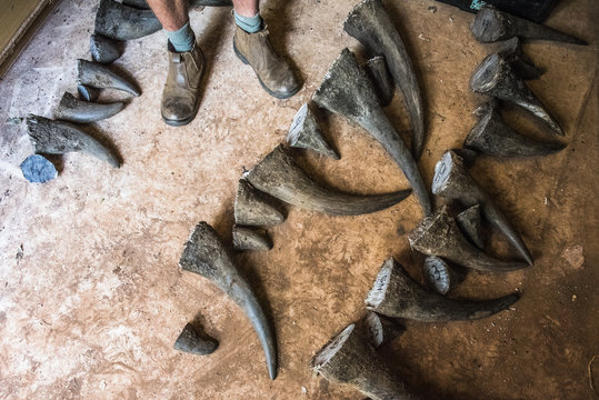 White Rhino horns removed during a dehorning excercise to preven