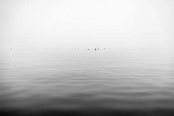 Vögel auf einem vernebelten See, wunderschöner Hintergrund
