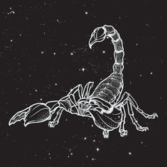 Detailed realistic scorpio drawing on nightsky background. Decorative ornament on the creature back. Tattoo design, zodiac sign concept art, horoscope article illustration. EPS10 vector illustration.