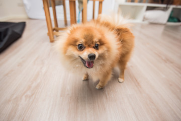 pomeranian, pomeranian puppy, pomeranian dog