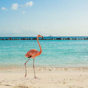 Fototapeta One flamingo on the beach