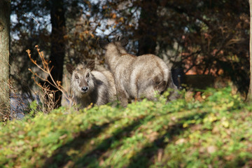 Naklejka premium 野生のニホンカモシカ