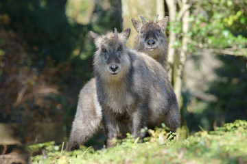 野生のニホンカモシカ