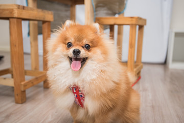 pomeranian, pomeranian puppy, pomeranian dog