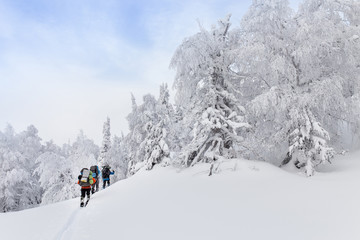 Small group of cross country skiers with backpacks walking and exercise in the winter forest in Ural