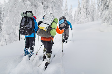 group hikers with backpacks and skis walk on a snow-covered forest in the mountains of the Urals