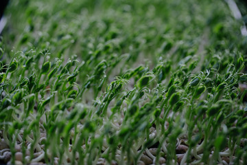 Organic pea sprouts grow