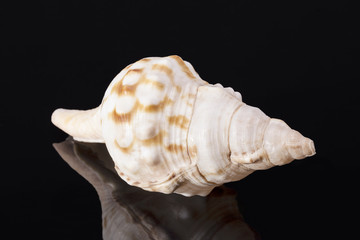 Single sea shell of marine snail, horse conch on black background