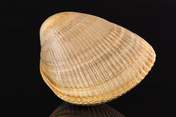 Closed  sea shell of  mollusk isolated on black background