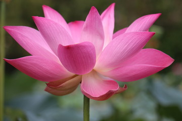 Naklejka premium Lotus