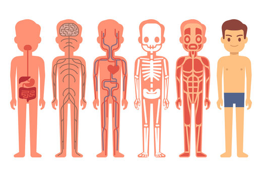 Human body anatomy vector illustration. Male skeleton, muscular, circulatory, nervous and digestive systems
