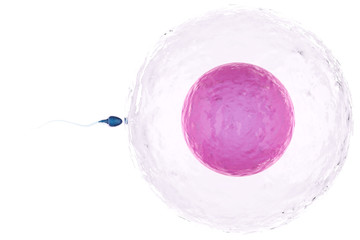sperm with ovum - obrazy, fototapety, plakaty
