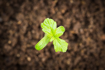 Baby cannabis plant in a flower pot