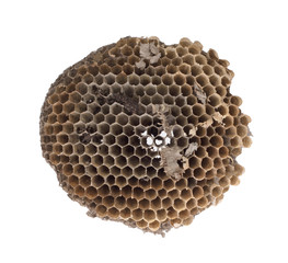 Old honeycomb isolated