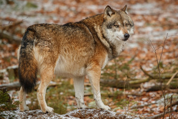 Eurasian wolf is standing in nature habitat in bavarian forest, national park in eastern germany, european forest animals, canis lupus lupus