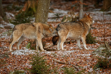 Eurasian wolfpack in nature habitat in bavarian forest, national park in eastern germany, european forest animals, canis lupus lupus