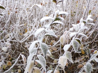 Plants and trees under the snow and the hoarfrost in winter