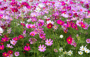 Cosmos Flower field,spring season flowers