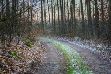 Winter or late autumnal forest