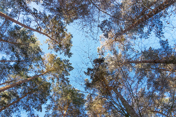 Trees in the winter forest from bottom
