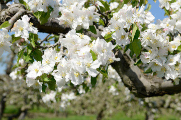 apple blossom in orchard