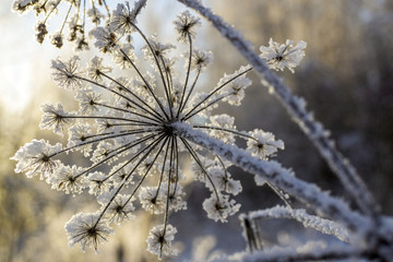 растение, покрытое кристаллами снега зимой
