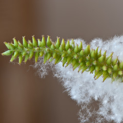 Inflorescencia femenina de álamo blanco (Populus alba)