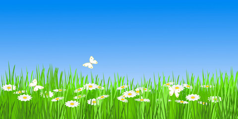 estival meadow panorama