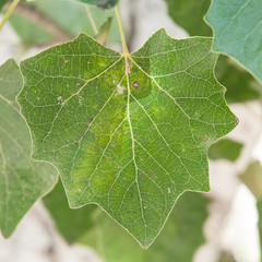 Hoja de álamo blanco (Populus alba)