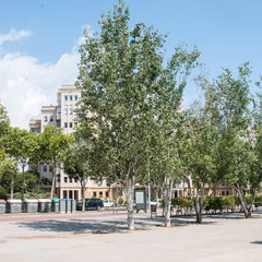 Álamos blancos (Populus alba) en una calle, Barcelona
