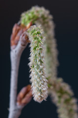 Inflorescencia masculina de álamo blanco (Populus alba)