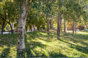 Álamos blancos (Populus alba) en un parque urbano, Barcelona